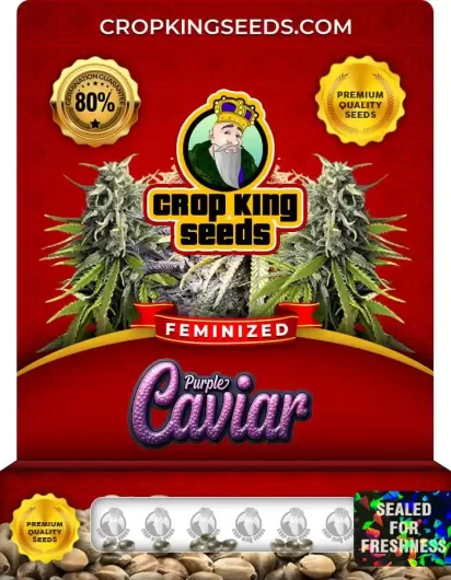 purple-caviar-image