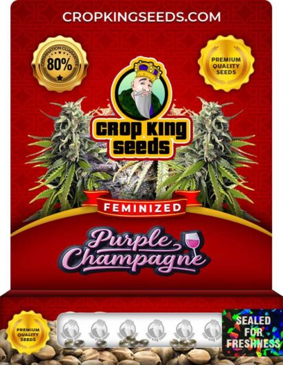 purple-champagne-image