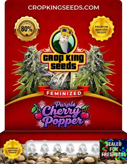 purple-cherry-popper-image