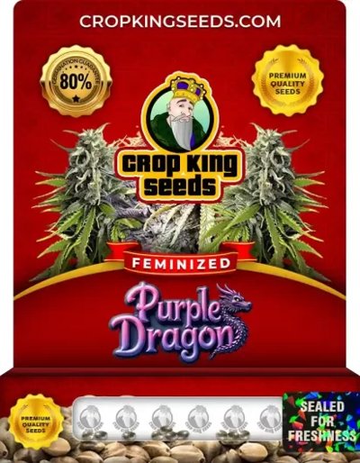 Purple Dragon
