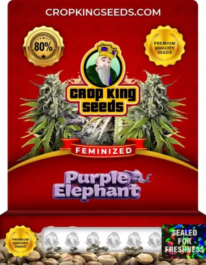 purple-elephant-image