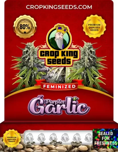purple-garlic-image
