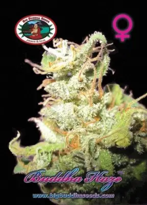 Buddha Haze