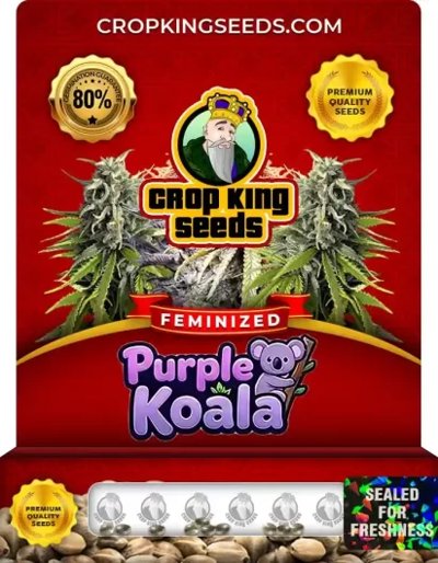 Purple Koala