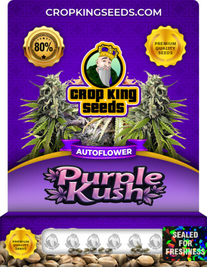 purple-kush-autoflower-image