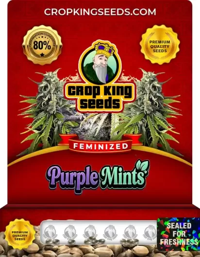 purple-mints-image