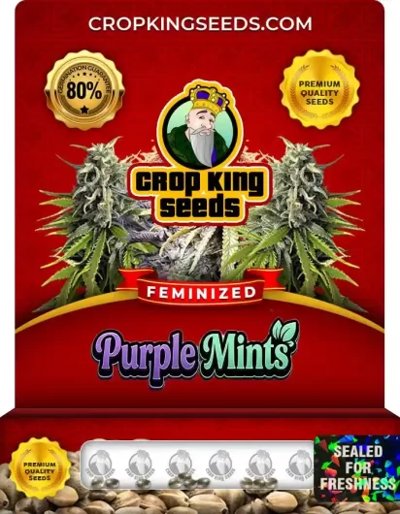 Purple Mints