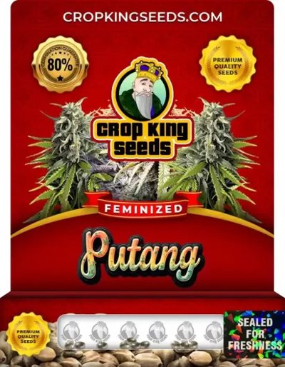 Putang