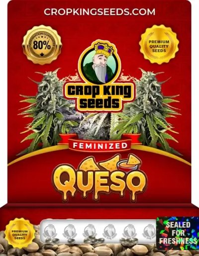 Queso