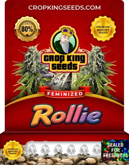 rollie-image