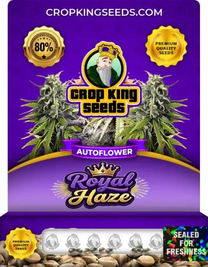 royal-haze-autoflower-image