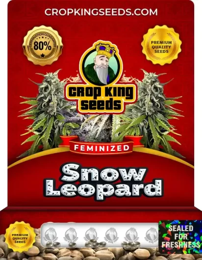 snow-leopard-image