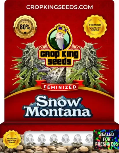 snow-montana-image