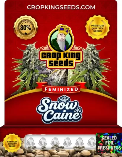 snowcaine-image