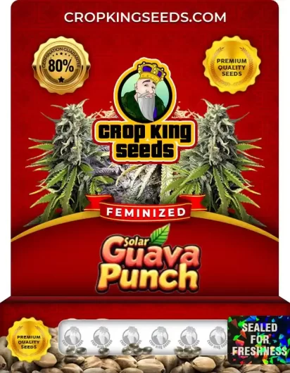 solar-guava-punch-image