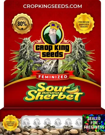 sour-banana-sherbet-image