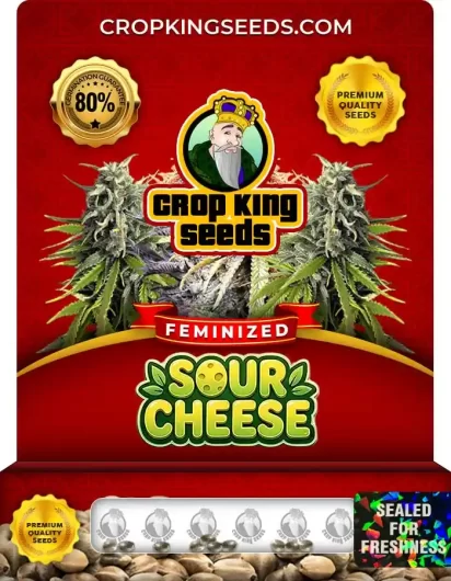 sour-cheese-image