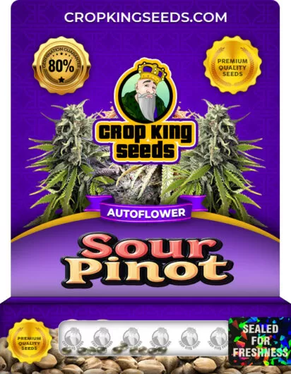 sour-pinot-autoflower-image