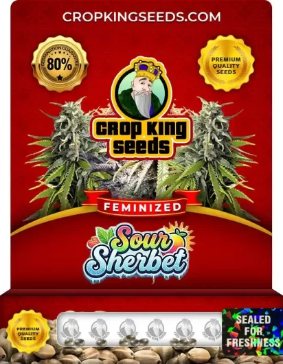 sour-sherbet-image