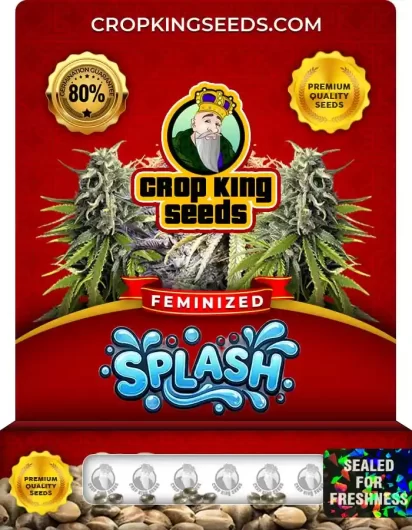 splash-image