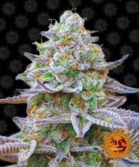 Gorilla Zkittlez – Barney's Farm