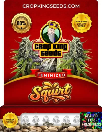 squirt-image