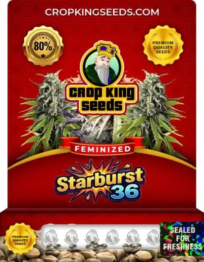 starburst-36-image