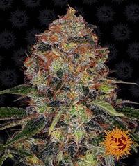Shiskaberry