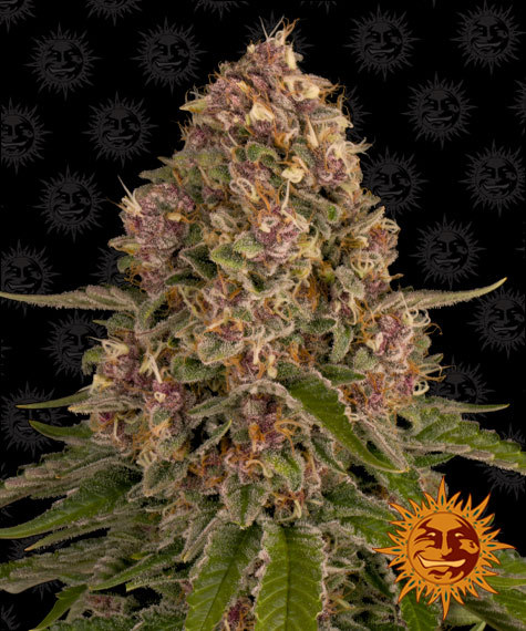 pink-kush-image
