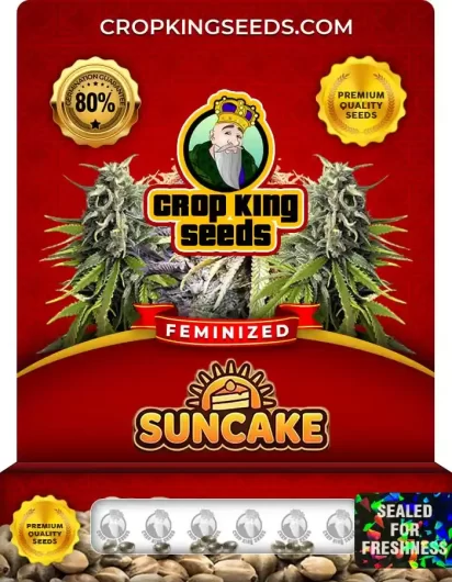 suncake-image