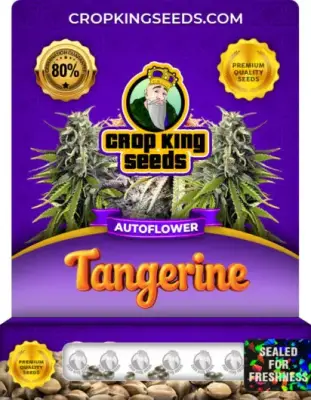 Tangerine Autoflower