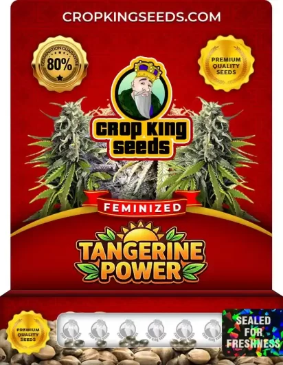 tangerine-power-image