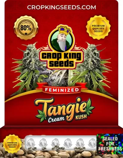 tangie-cream-kush-image