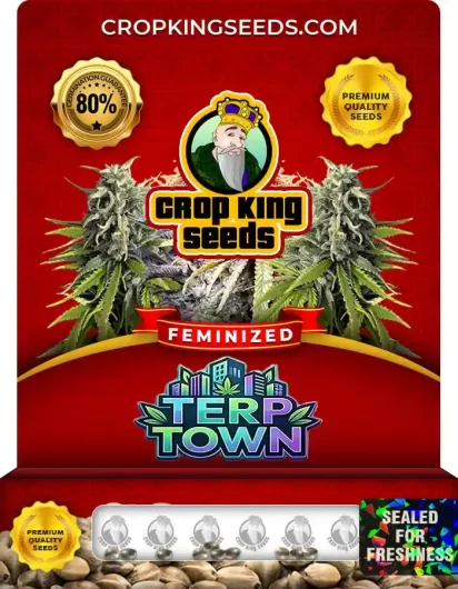 terp-town-image