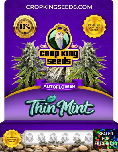 thin-mint-autoflower-image