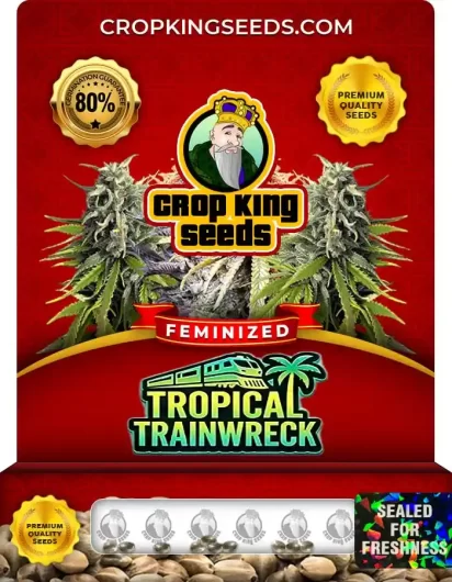tropical-trainwreck-image