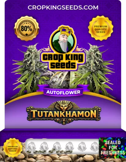 tutankhamon-autoflower-image
