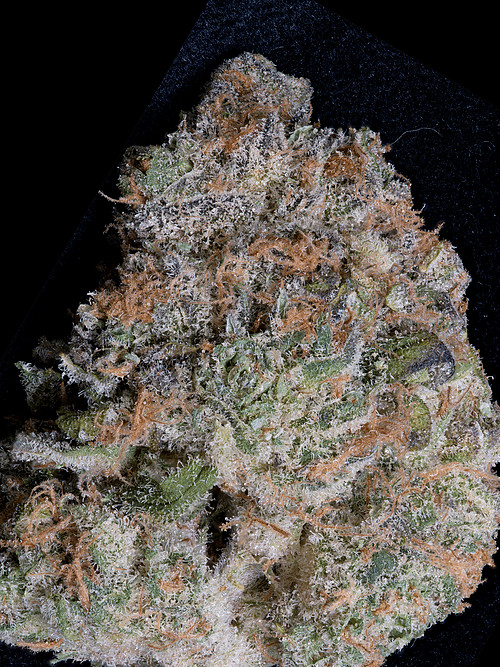 girl-scout-cookies-image