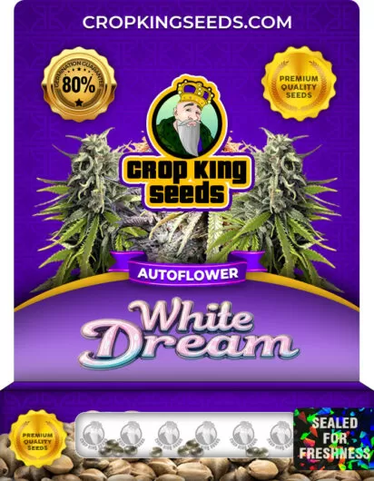 white-dream-autoflower-image