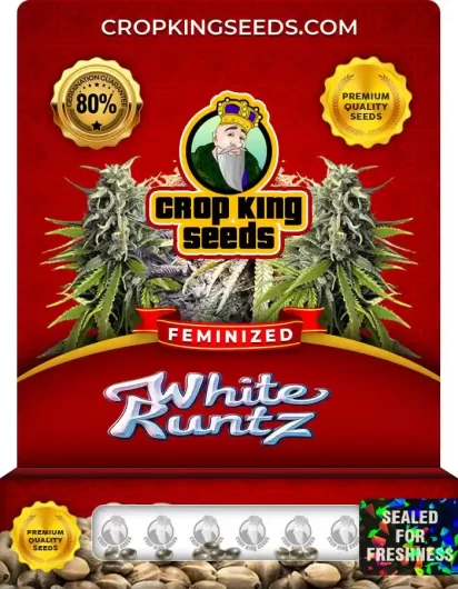 white-runtz-image