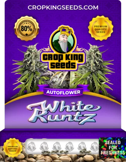 white-runtz-autoflower-image