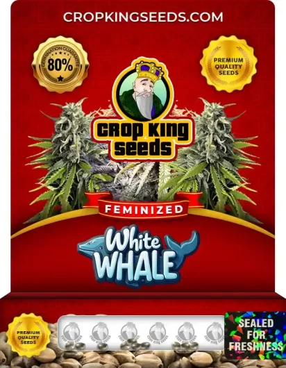 white-whale-image