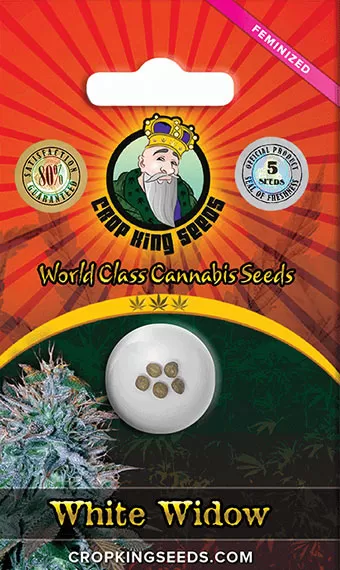 white-widow-autoflower-image