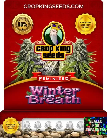 winter-plum-breath-image