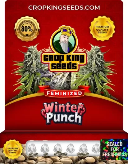 winter-punch-image