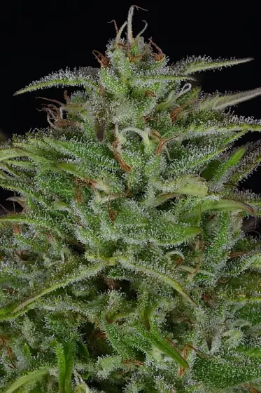 Sherbert Dab