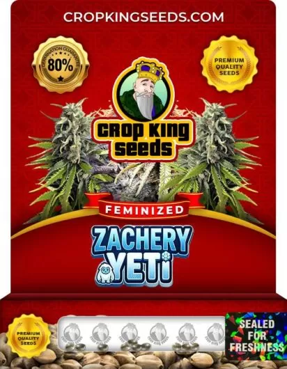 zachery-yeti-image