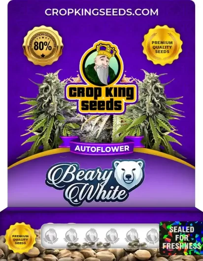 beary-white-autoflower-image