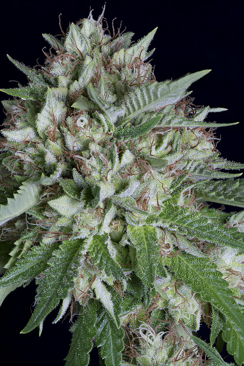 big-head-confidential-image