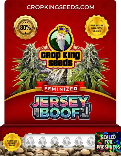 jersey-boof-image